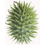 Ziergurken & Cucumis